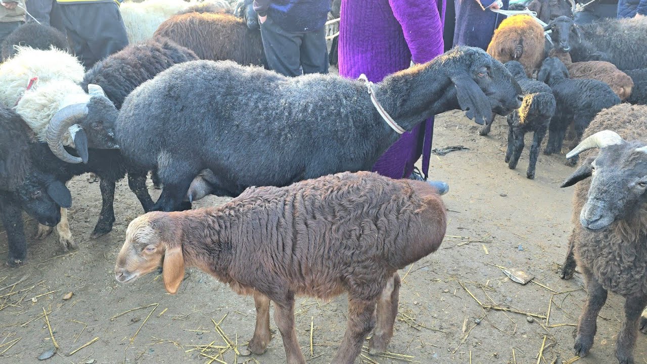 Romitan qo'rg'on mol bozori bo'g'oz va egizchi qo'ylar narxlariянваря 2026 г.