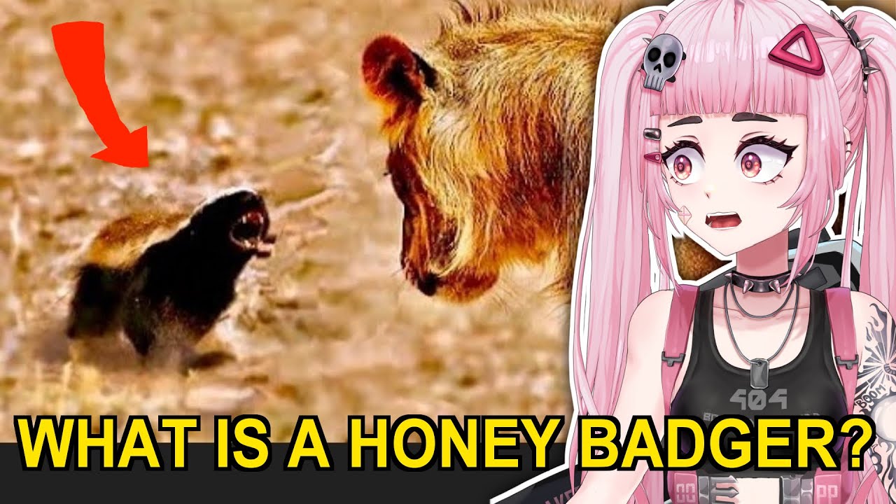 Why Honey Badgers Don't Fear God or Lions??? //Pipi reacts to Casual Geographic