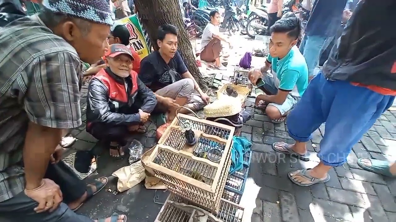 Cek harga burung jawa begini suwasana pasar burung solo jawa tengah 
