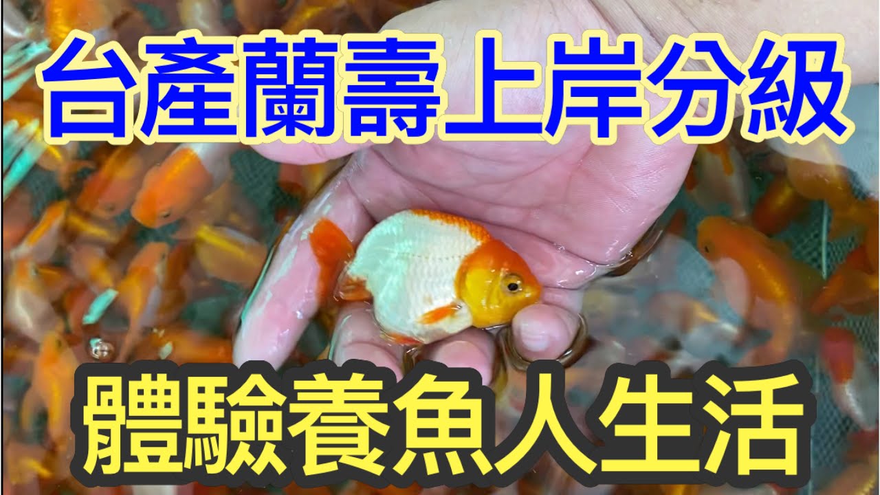 金魚系列－精品蘭壽必經之路（Part 1）,揚池分級過後準備邁向偉大的航道,養好一條金魚到底要經過多少次的篩選與淘汰才能夠成為玩家口中的金品蘭壽,讓聖群金魚場的老闆小劉哥帶我們去看看台產蘭壽有多可愛