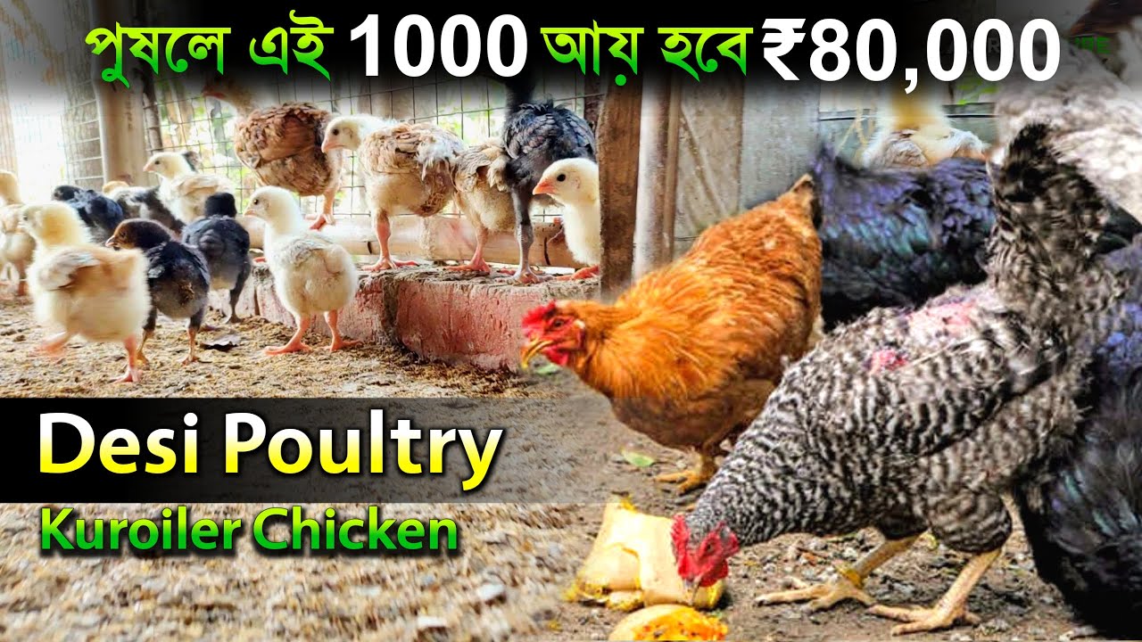 পুষলে এই 1000 আয় হবে 80,000 | Desi Poultry | Kuroiler Chicken | Local Murgi