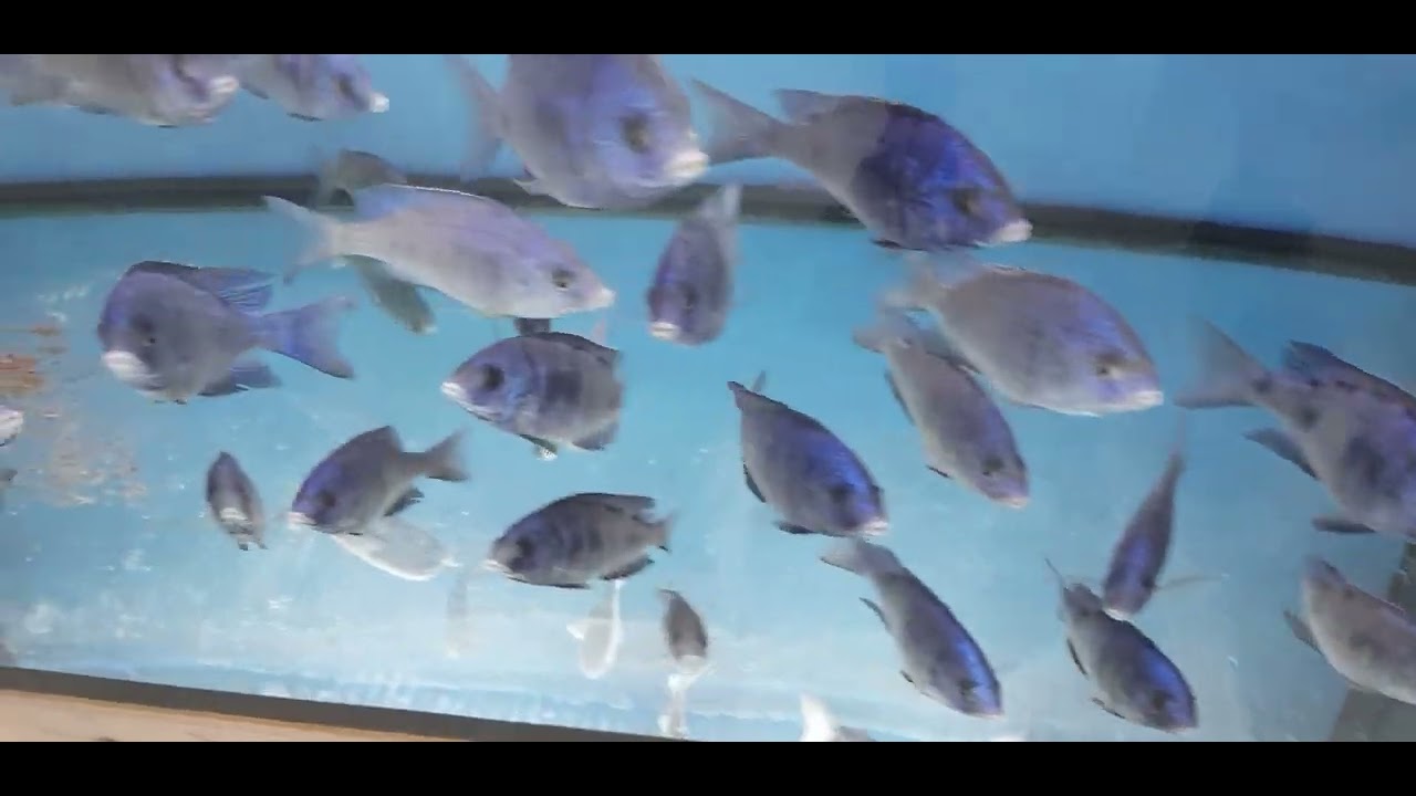 Unterwegs bei #aquahaus-gaus #placidochromis  #otopharynx