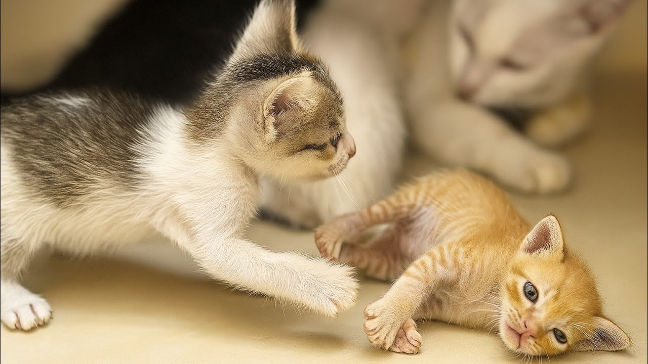 Tiny Kittens Are Jealous of Orphan Kitten — They’re Pushing Him Away From Drinking Milk 😿