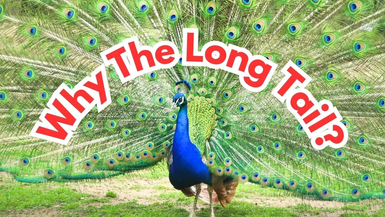 What Does A Peacock Use Its Tail For?