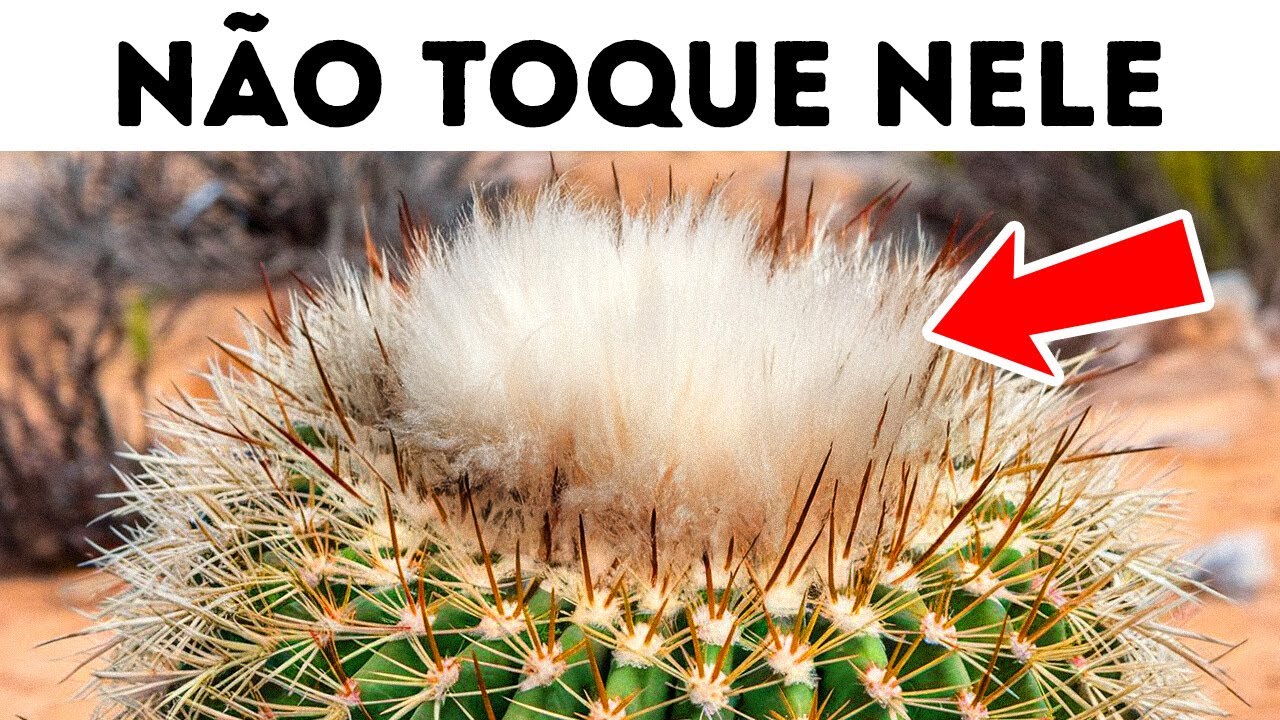 Se isso aparecer no deserto, não chegue perto!
