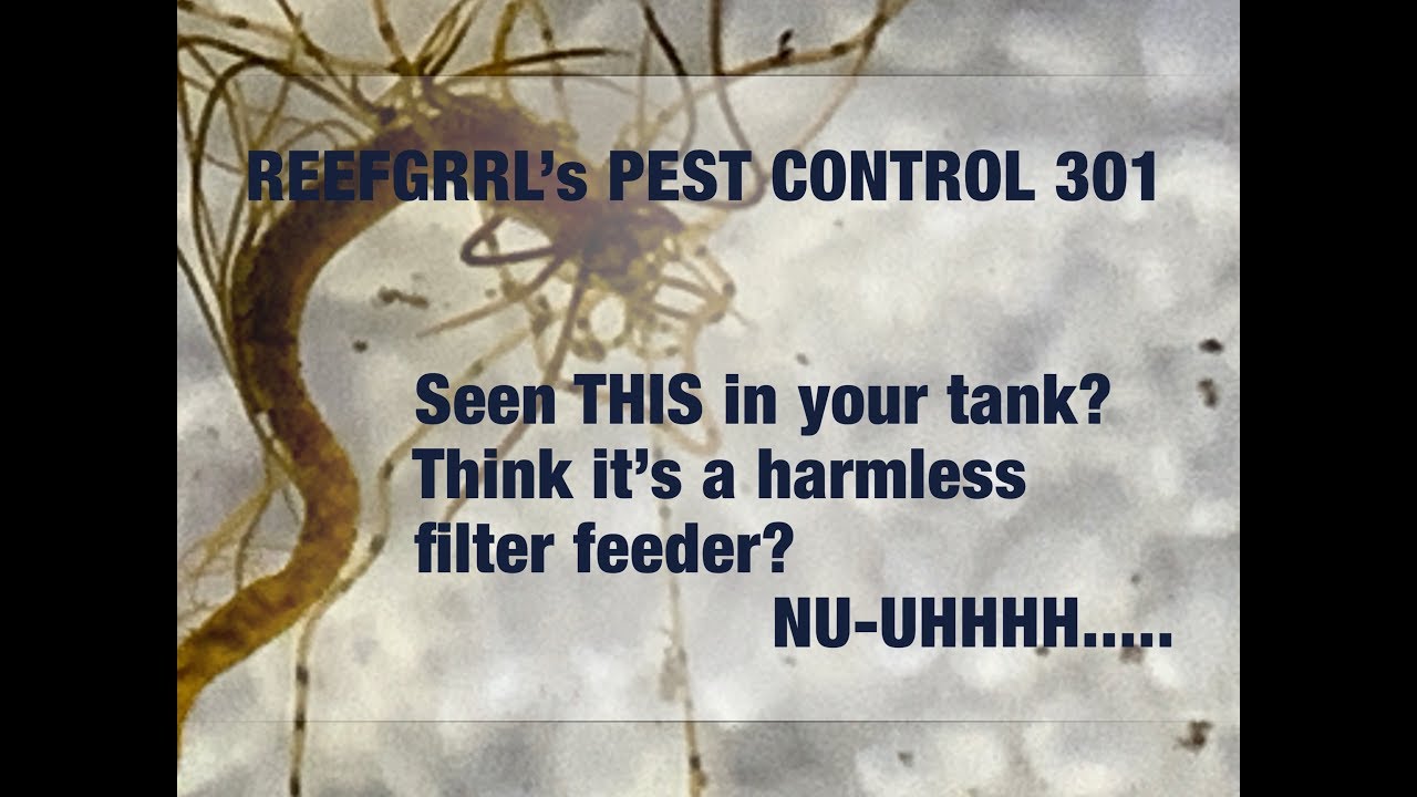 Reefgrrl&rsquo;s Pest Removal 301: When Good Things Go Bad