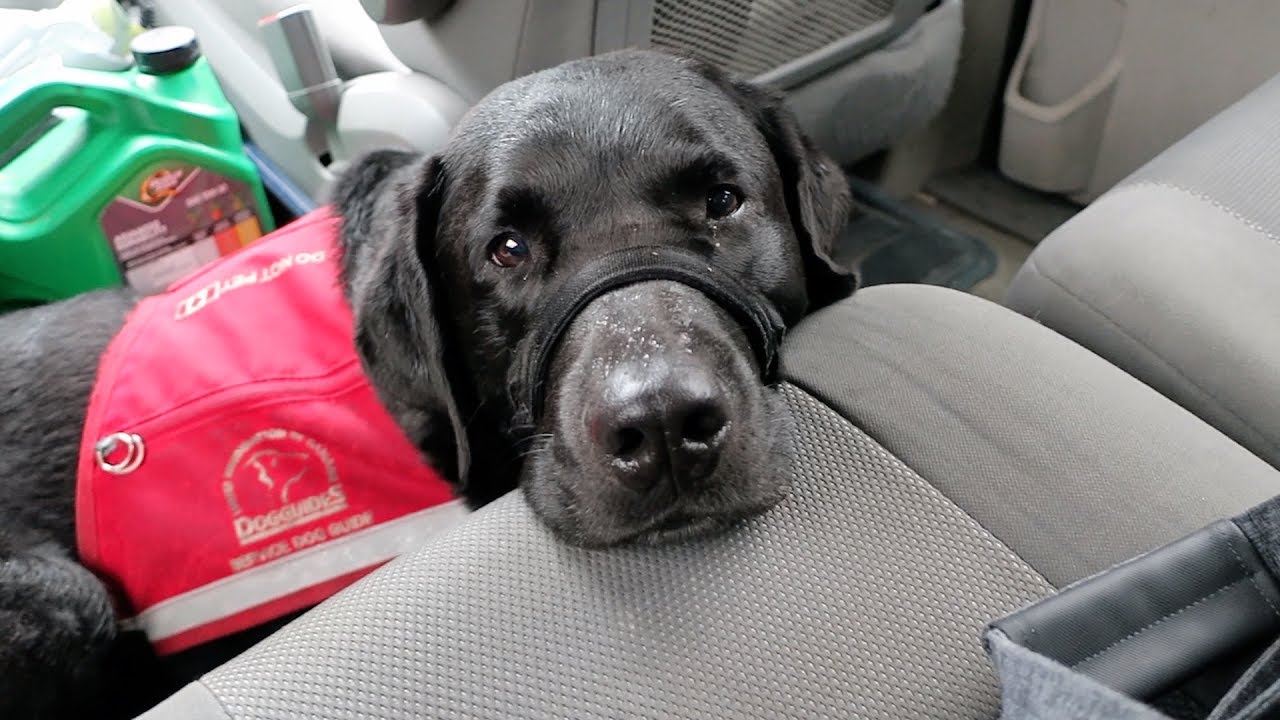 Traveling to Ottawa by Train with a Wheelchair and Service Dog- A Totally Smooth Trip? (episode 22)