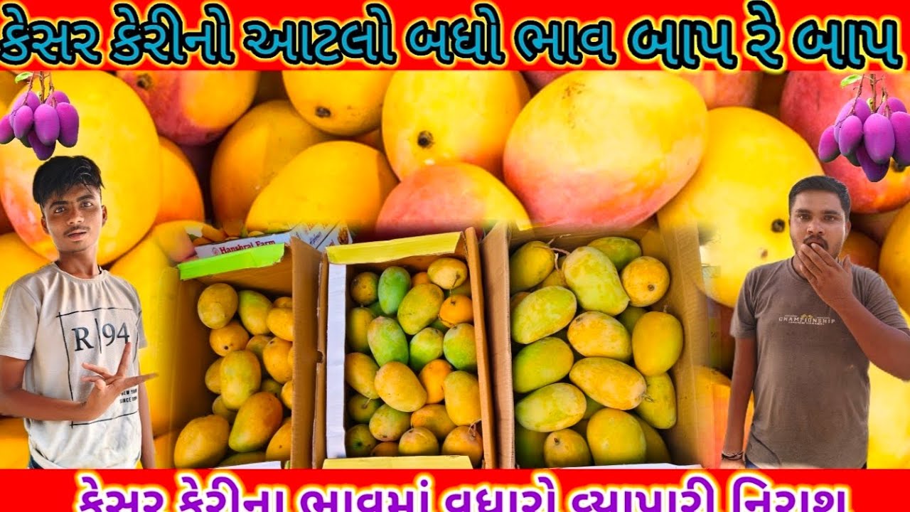 2024 : કેસર કેરીના ગ્રાહકો 100માં માંગે છે કેરી પછી વેપારી  નિરાશ જ થાય ને #Talala gir kesar keri