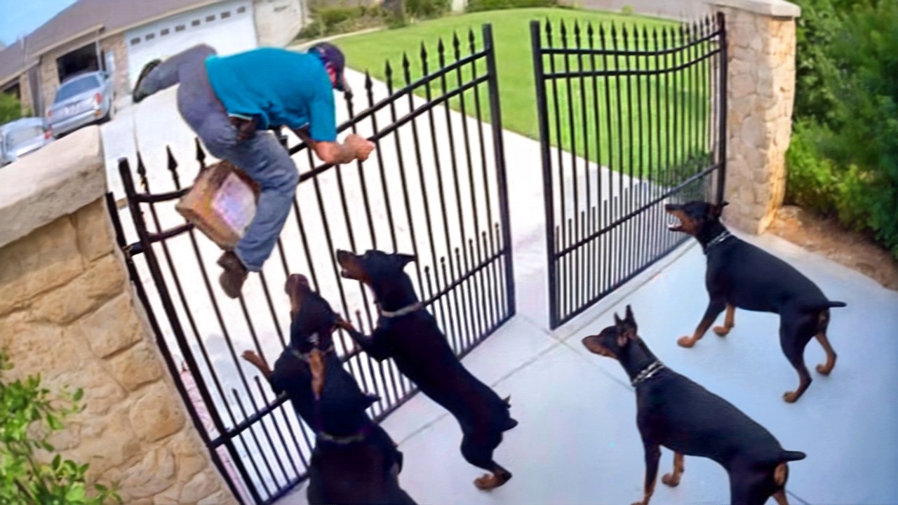 MOTORISTAS DE ENTREGA VS ANIMAIS | QUANDO AS COISAS DÃO ERRADO