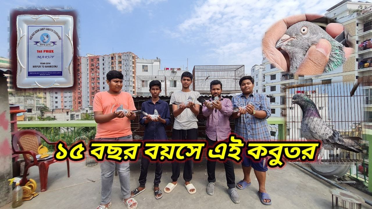 ১৫ বছর বয়সে কবুতর টুর্নামেন্টে ''প্রথম স্থান'' অর্জন করেছে  😲 | Miraj Pigeon & Pets