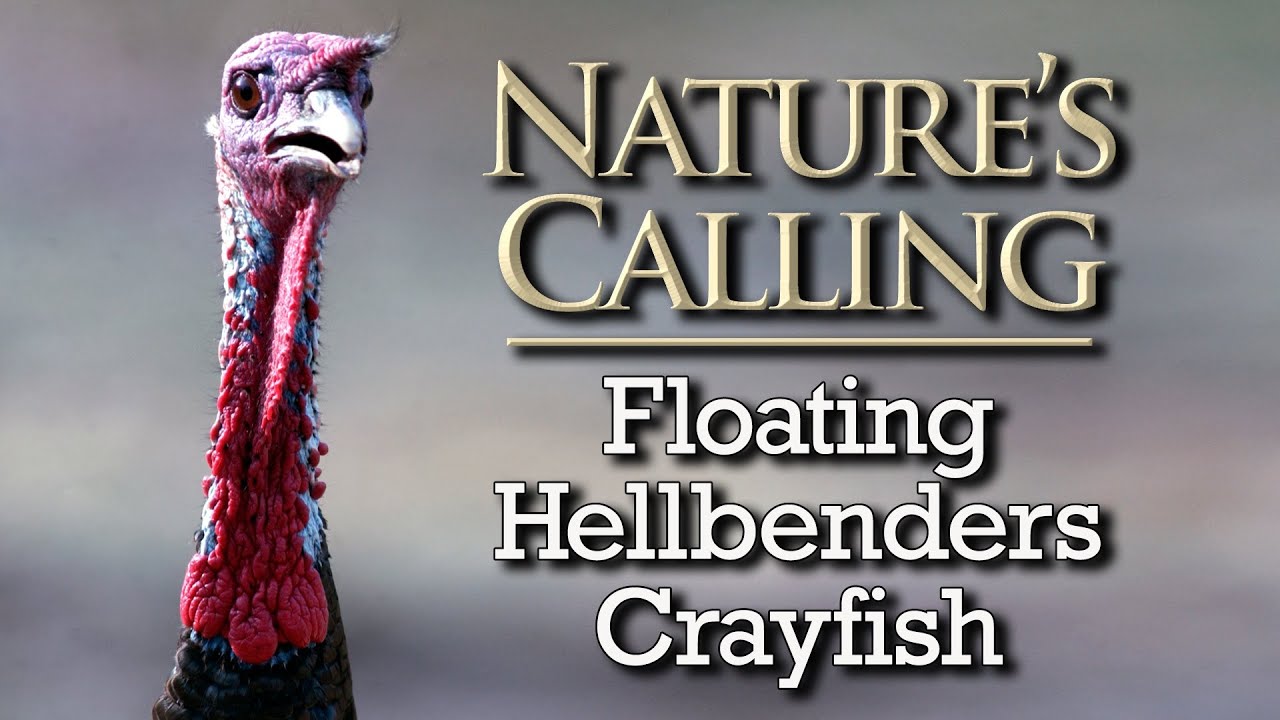 Nature's Calling - Floating, Hellbenders, Crayfish (August 2025)