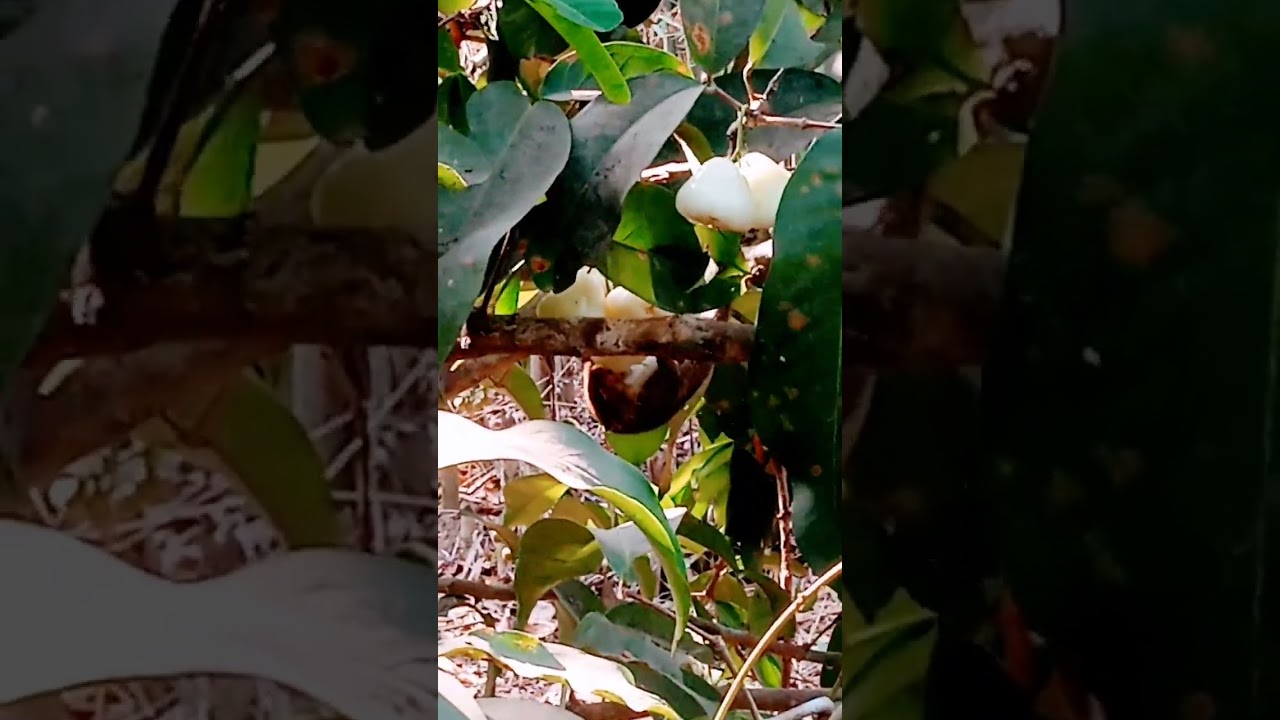 Enjoying my food 🌯🌯🐿️🐿️🐿️🐿️#nature #animals #wildlife