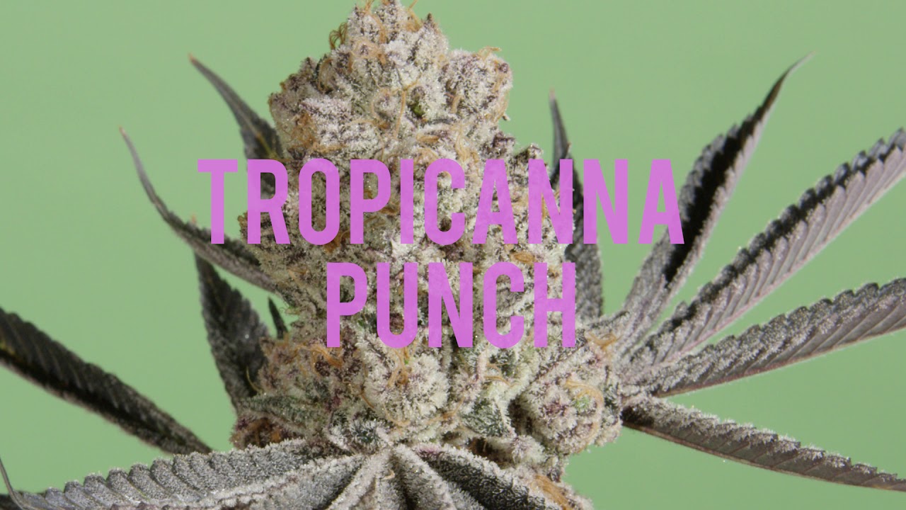 Tropicanna Punch   Plant Video   1