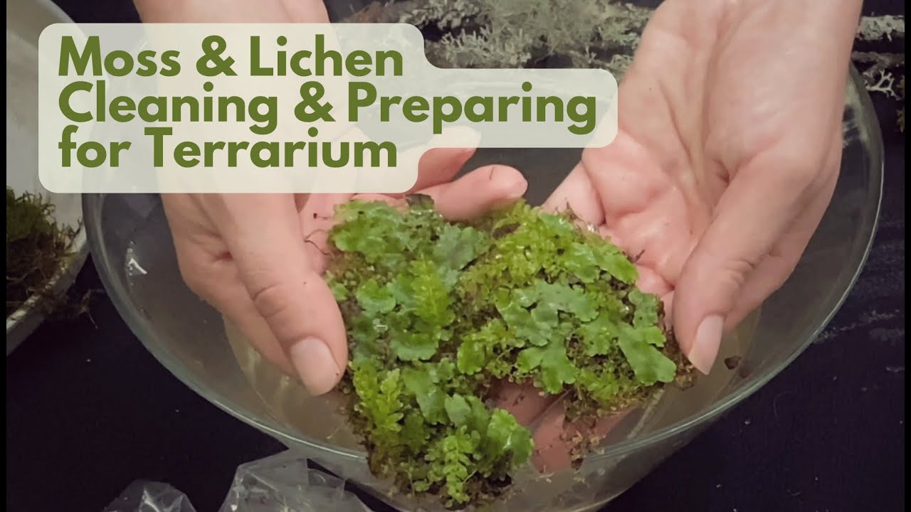 How to Clean and Prepare Moss and Lichen for making Terrarium; Part 2