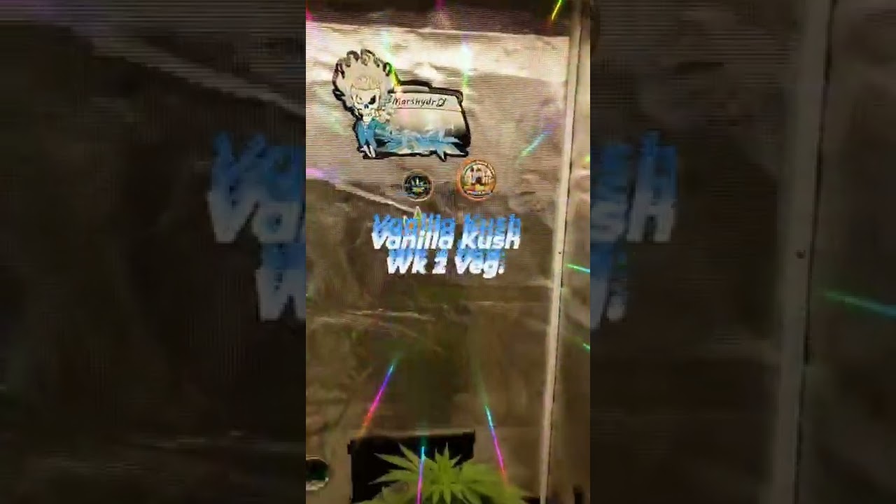 Week 2 Veg., this Vanilla Kush is just rockin' and rollin' in #DWC under these two #MarsHydroTS1000