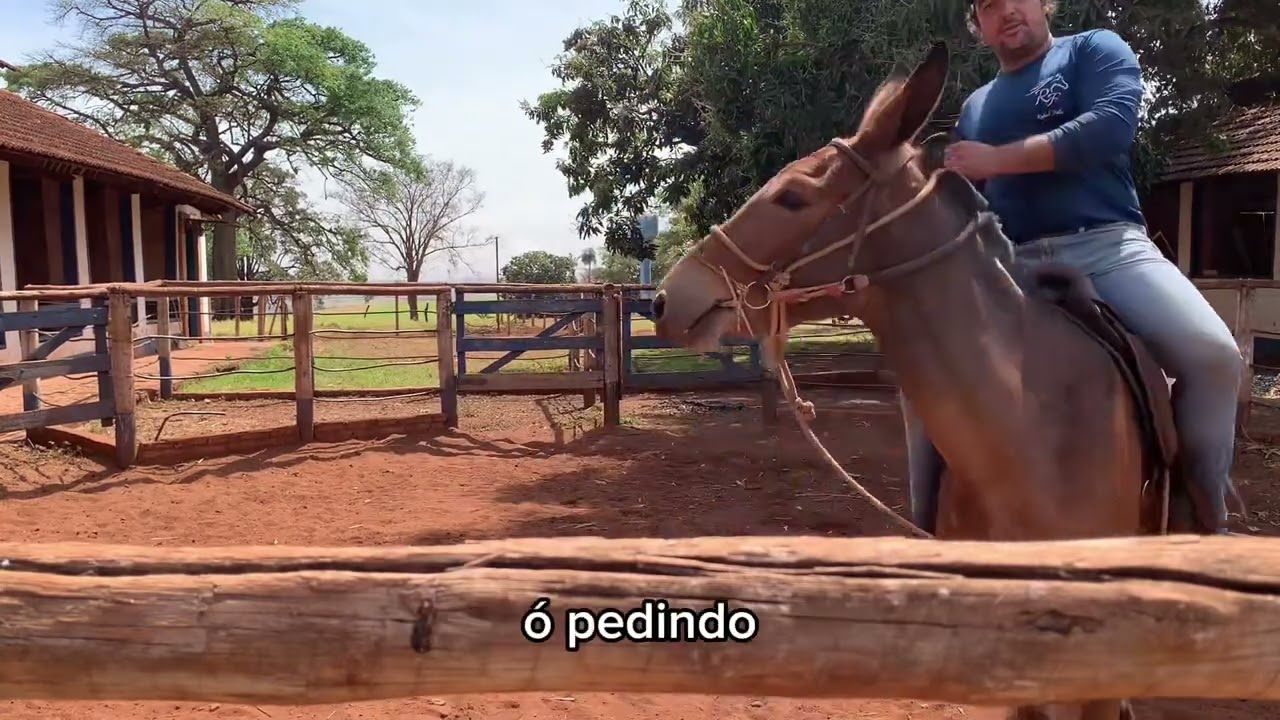 Ensinando a trabalhar com rédea fechada 