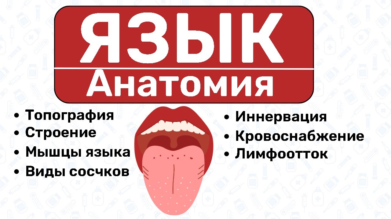 АНАТОМИЯ ЯЗЫКА: мышцы языка, топография языка, иннервация и кровоснабжение языка