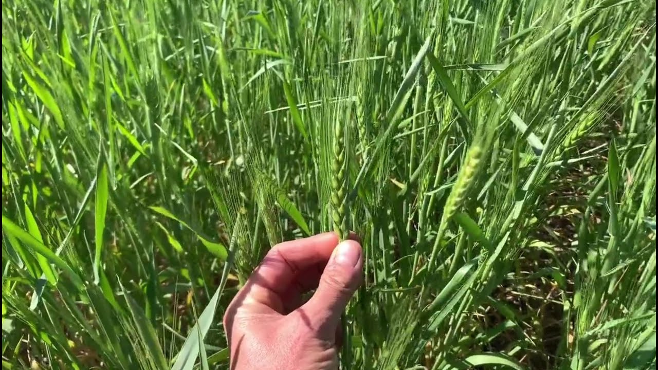 Tools to Maximize Grain Fill from Flag to Finish - Hermiston, OR