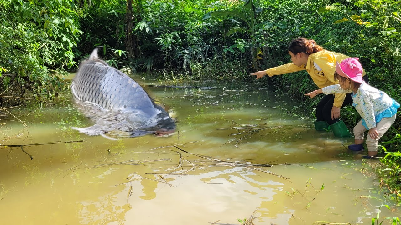 Discover puddle with many giant fish. The girl with her daughter slapped the puddle. catching fish