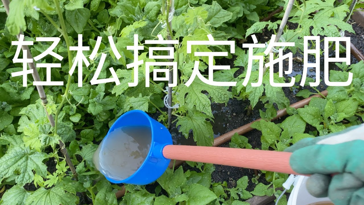 【种菜】知道这几点就可以轻松搞定施肥｜施肥时机和肥料选择｜Fertilizing Your Vegetables The Easy And Efficient Way