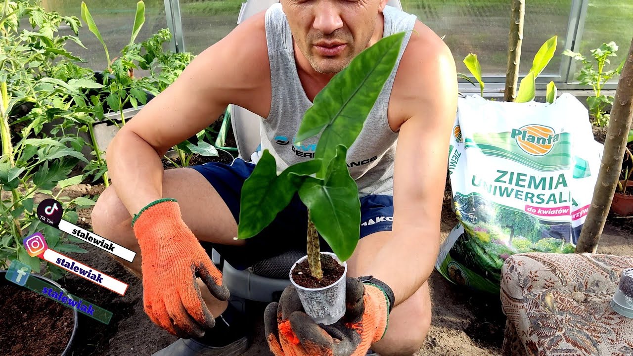 Alocasia Tigrina Superba - przesadzanie + alokazja jacklyn i alocasia ninja.