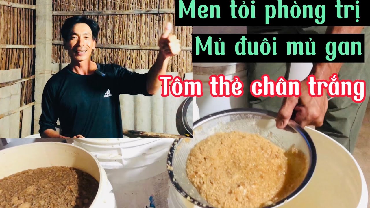 Tập /65 Chia sẻ ủ men tỏi phòng và trị mủ đuôi và mủ gan cho tôm thẻ chân trắng / Hà Nguyễn Miền Tây