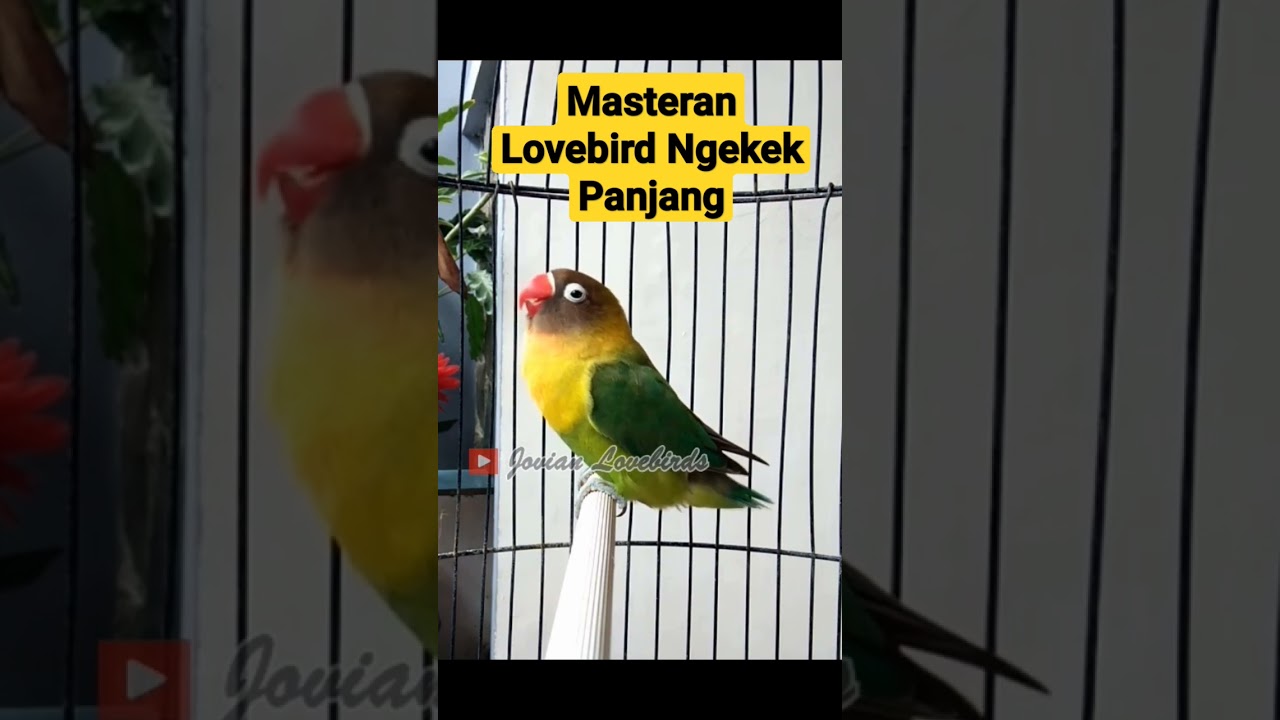 Masteran Lovebird ngekek Panjang #lovebirdngetikpanjang #lovebirdngekekpanjang #lovebirds