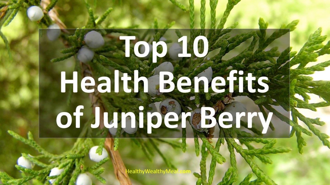 Top 10 Health Benefits of  Juniper berry - Healthy Wealthy Tips