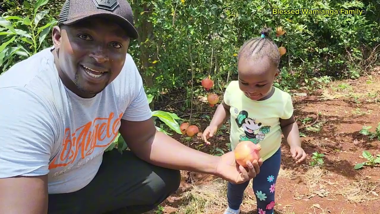TREE PRUNING DAY AND FEEDING THE GOATS || Mango harvest || VILLAGE LIFE #BLESSED WAMIANGA FAMILY