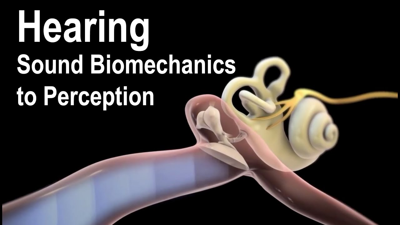 Hearing: Sound Biomechanics & Perception (How Hearing Works)