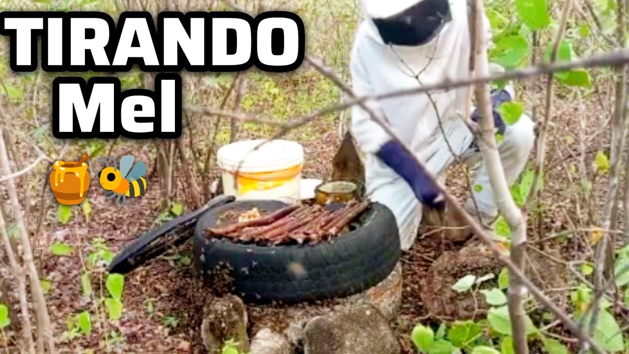 TIRANDO MEL DE ABELHA AFRICANA!!🐝🍯