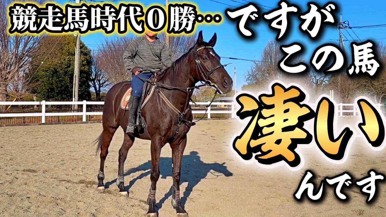 競走馬時代は1回も勝てなかった黒馬は競走馬を引退して7年でこうなりました。【ツルマルボーイ様のシモベ】