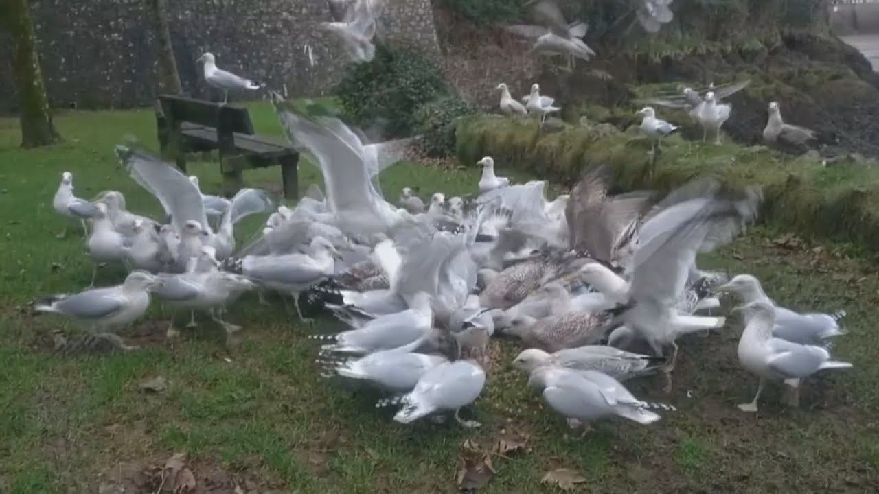 Feeding the Starving Seagulls in Winter ¬ TheSeagulls Ep5