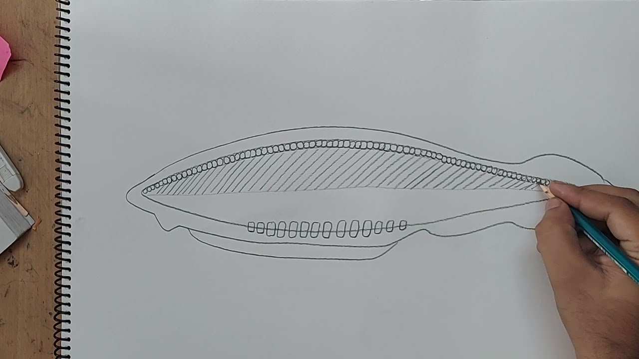 how to draw branchiostoma