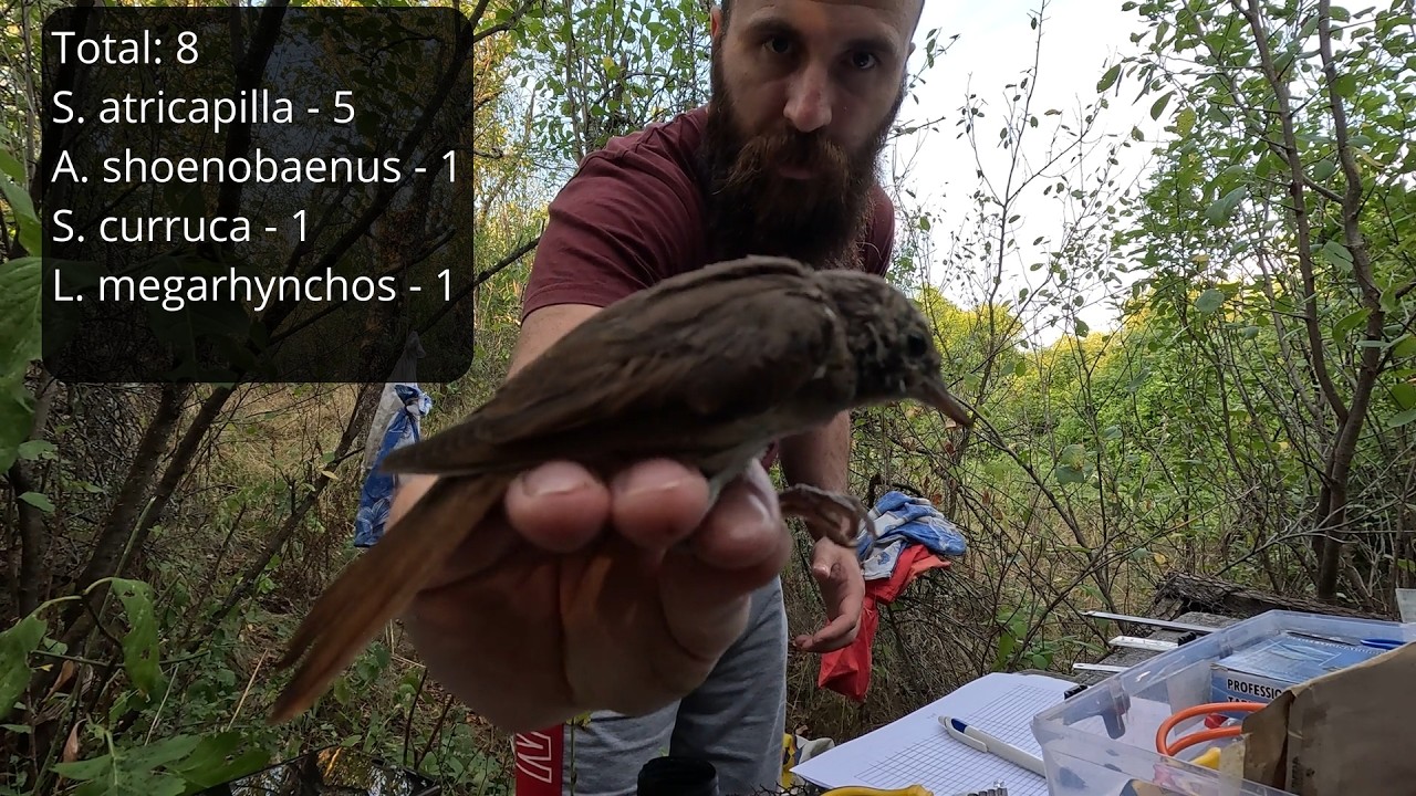 Bird ringing - Whitethroats, Blackcaps, and nice Surprise at the end | Full Ringing Session | 4K