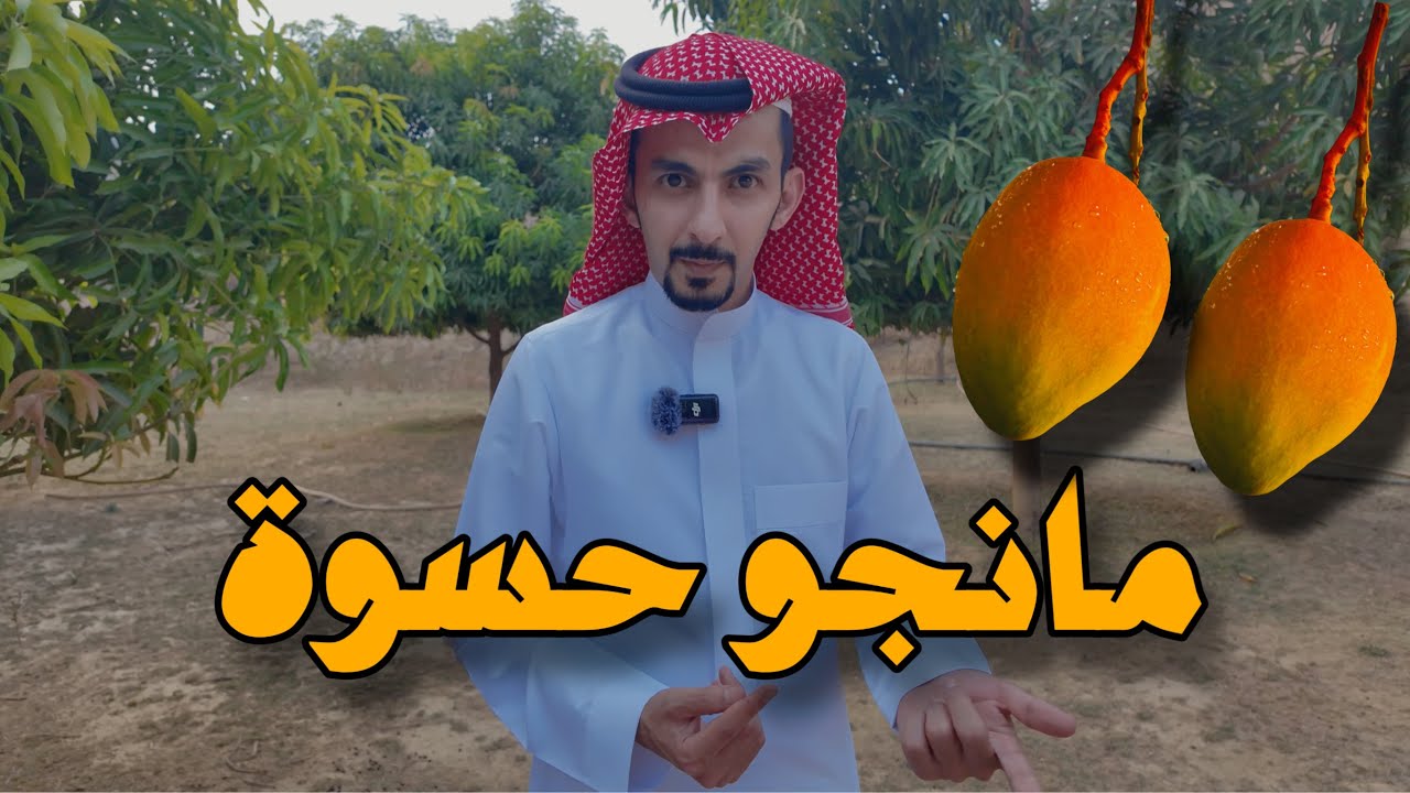 مانجو حسوة برجال ألمع 🥭