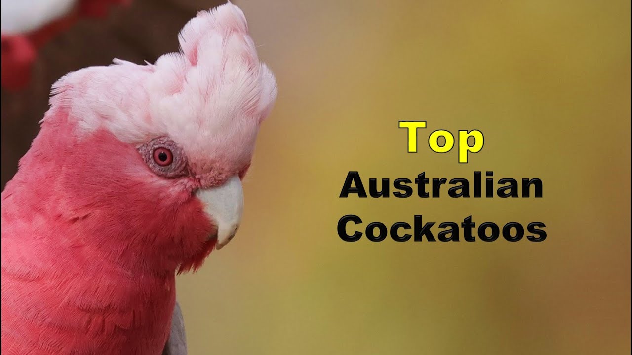 Top 10: Australian Cockatoos