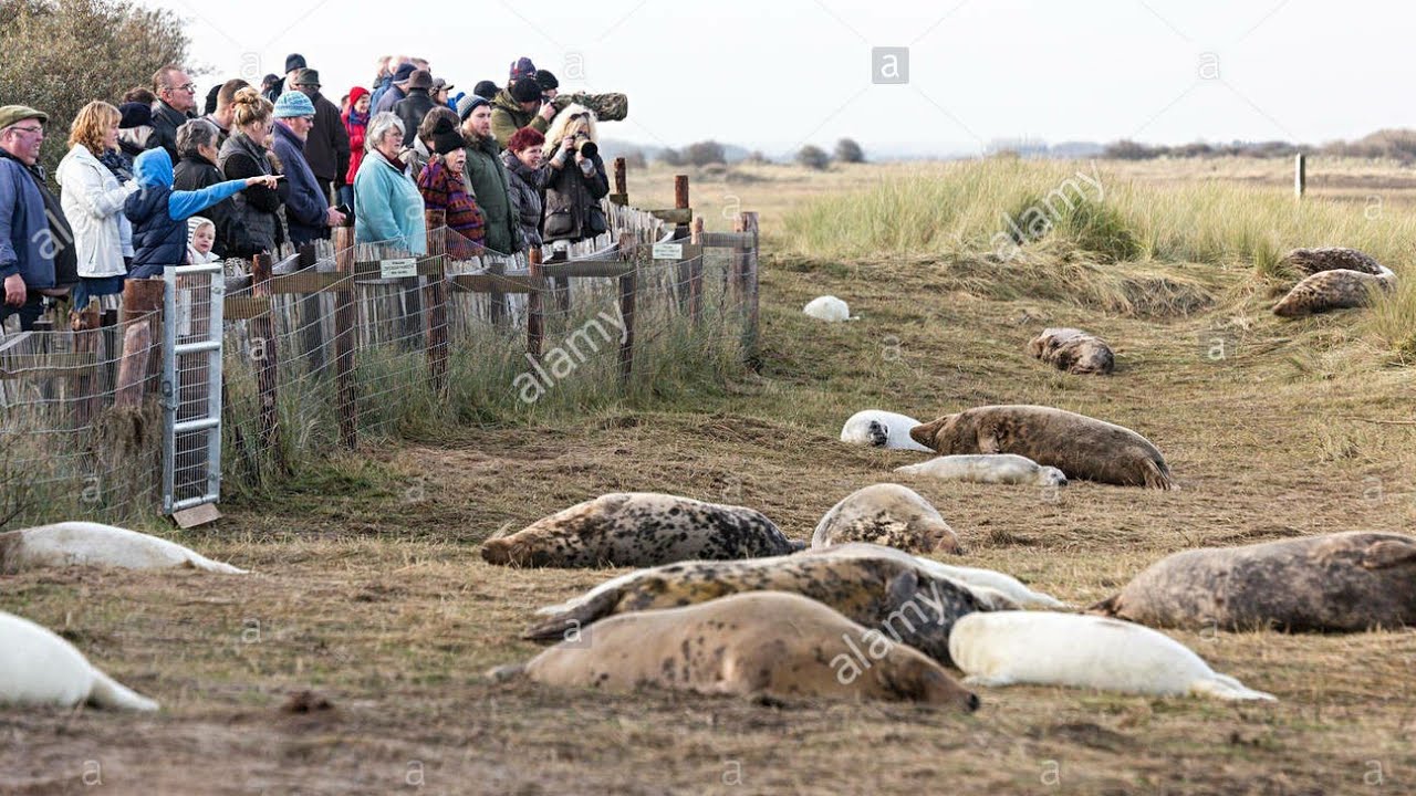 VISTING DONNA NOOK GRAY SEAL SANCTUARY AND A BOMBING RANGE