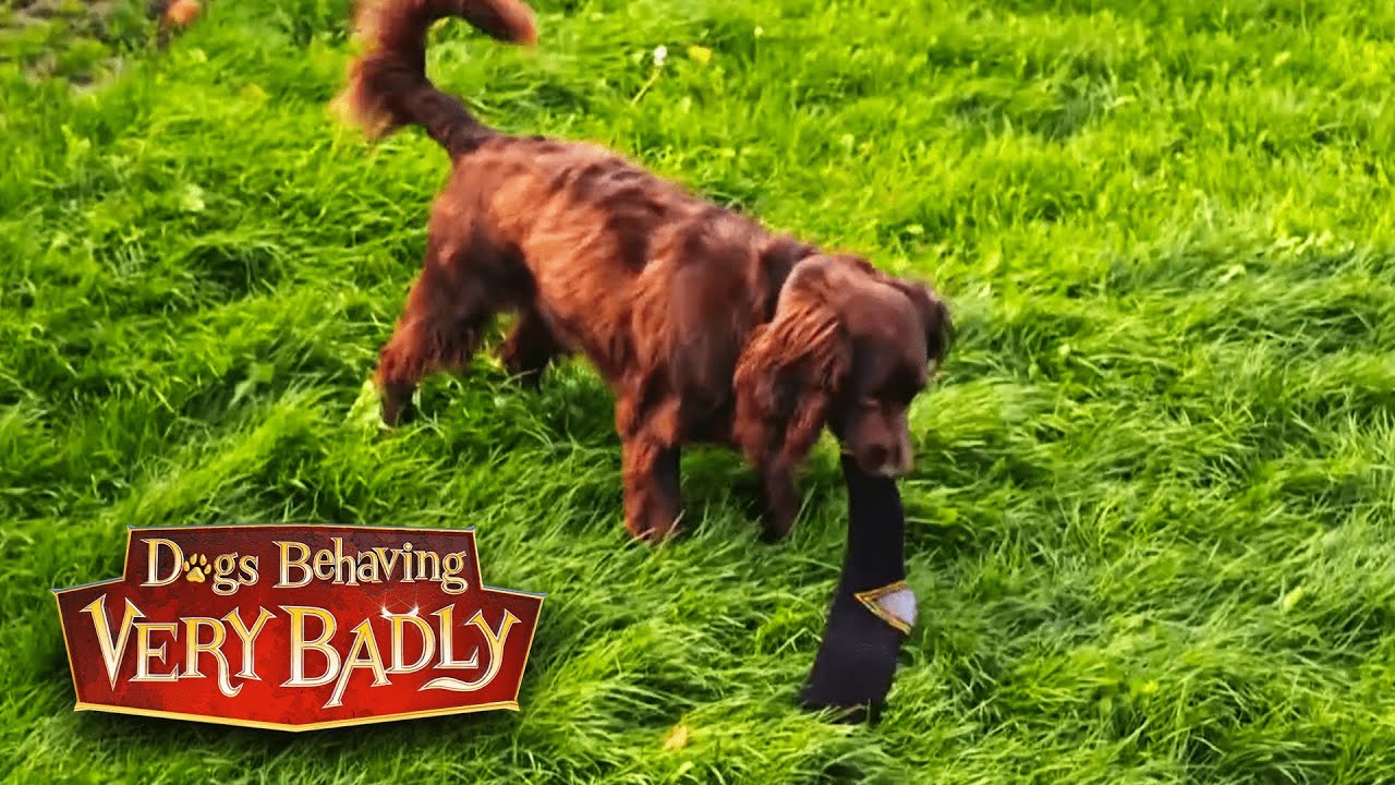 Devious Dog Thief | Dogs Behaving Very Badly