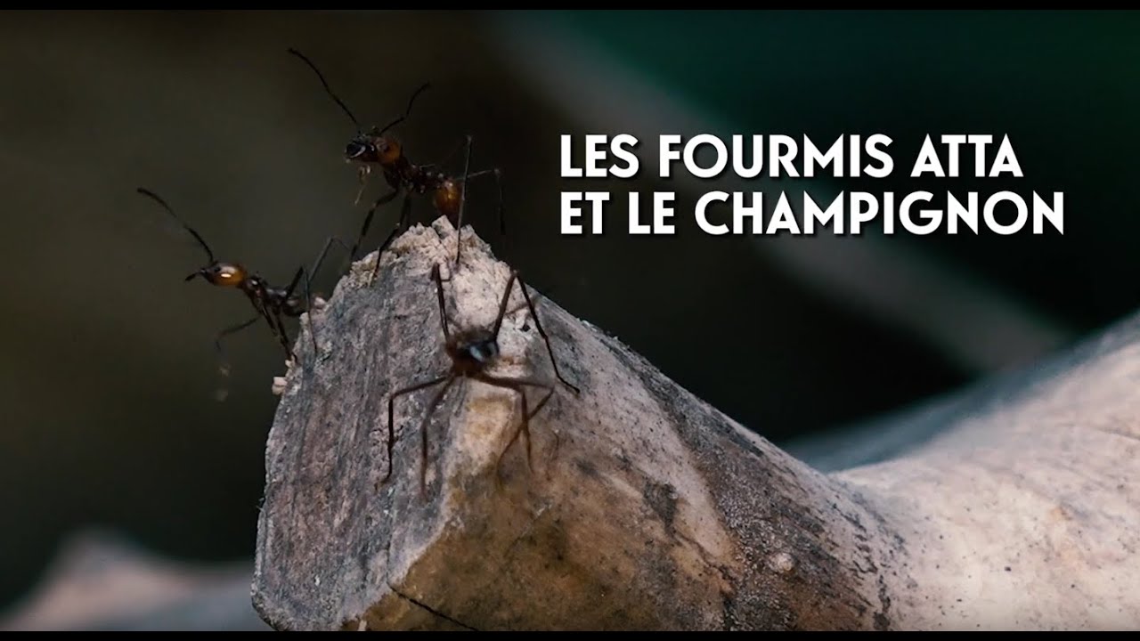 Les fourmis Atta, fourmis champignonnistes du Parc zoologique de Paris