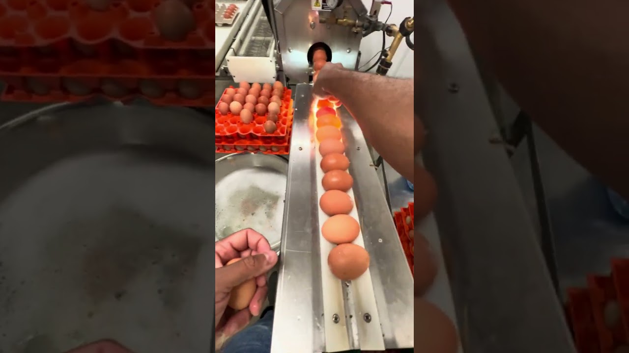 First Person Farming: Automated Egg Washing