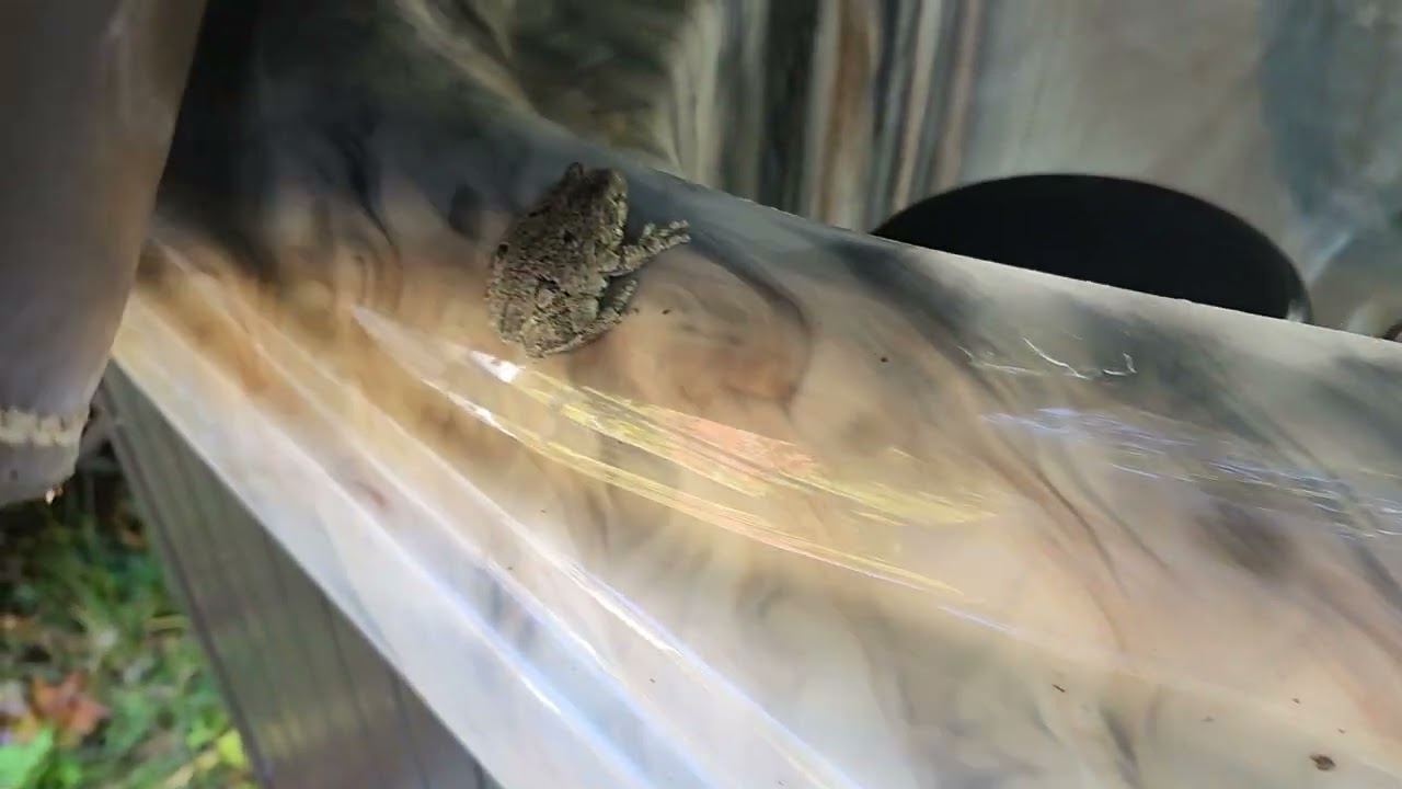 Tree frogs of Rhode Island, 10/20/2024