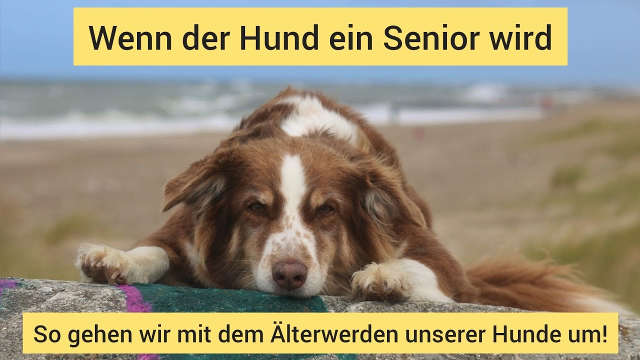 Wenn der eigene Hund zum Senior wird | Tipps zum Umgang mit dem älter werdenden Hund