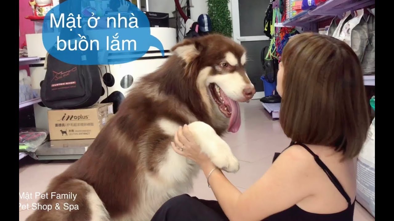 Mật đánh chủ thương tích đầy người lúc đón đi xa về - dog welcomes home owner
