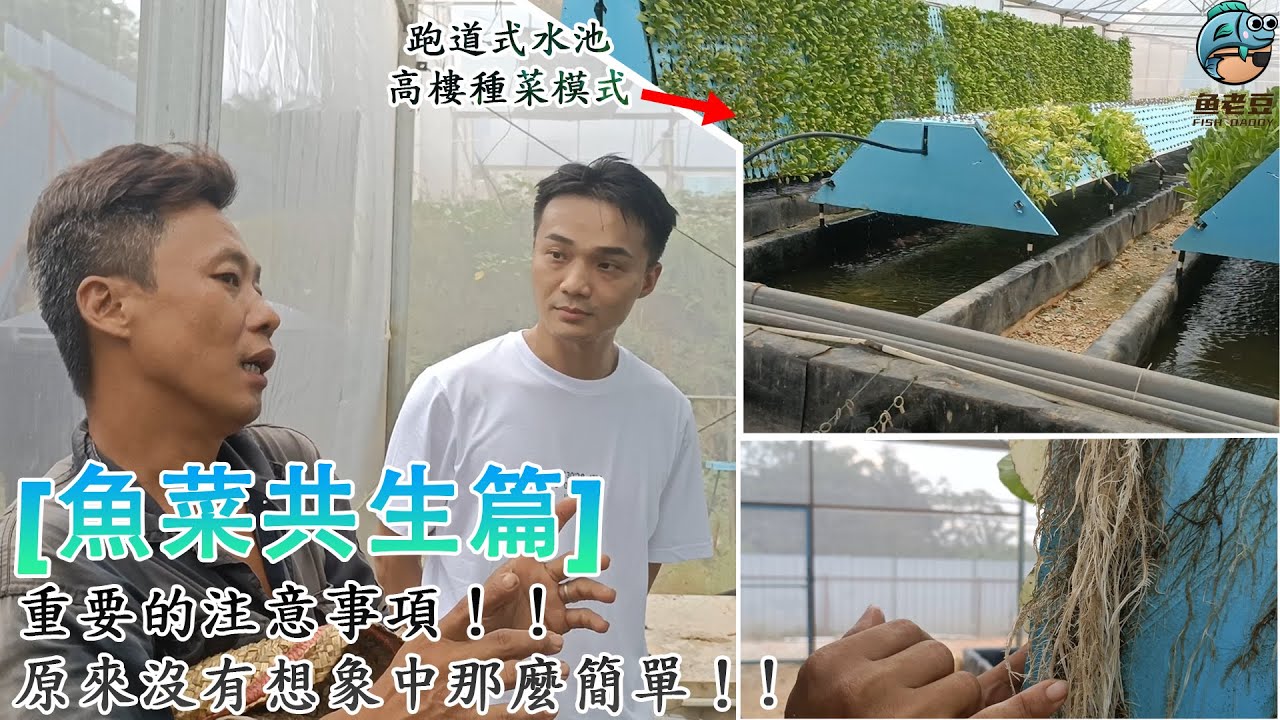 【魚老豆】魚菜共生的注意事項!! 想要入門魚菜共生原來沒有那麼簡單?! 帶你了解跑道式水池與高樓種菜模式!! - 魚菜共生篇 雪蘭莪馬來西亞