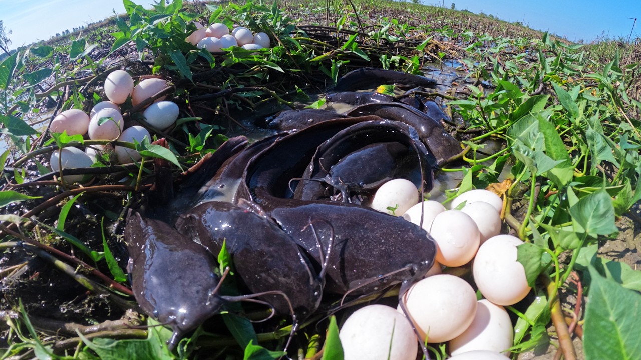 A fisherman catch fish & pick eggs in mud water under grass fisherman catch a lot of by skills hand