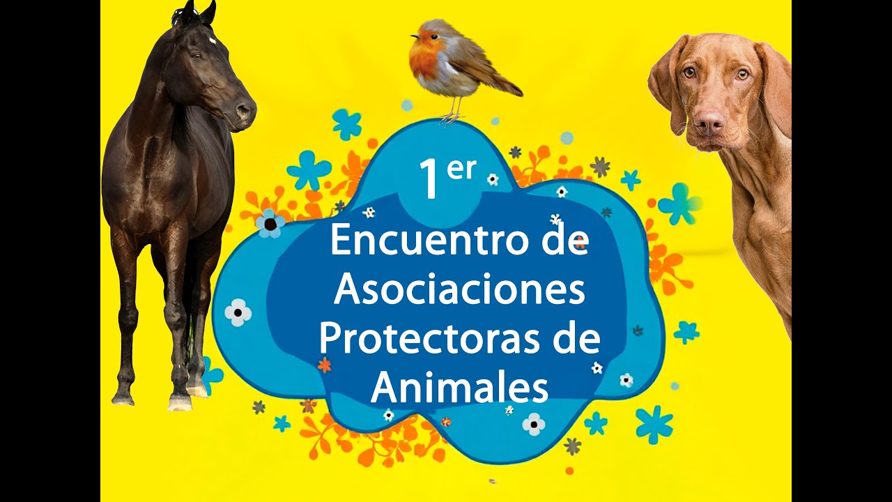 1º Encuentro de Asociaciones Protectoras de Animales en Elgoibar
