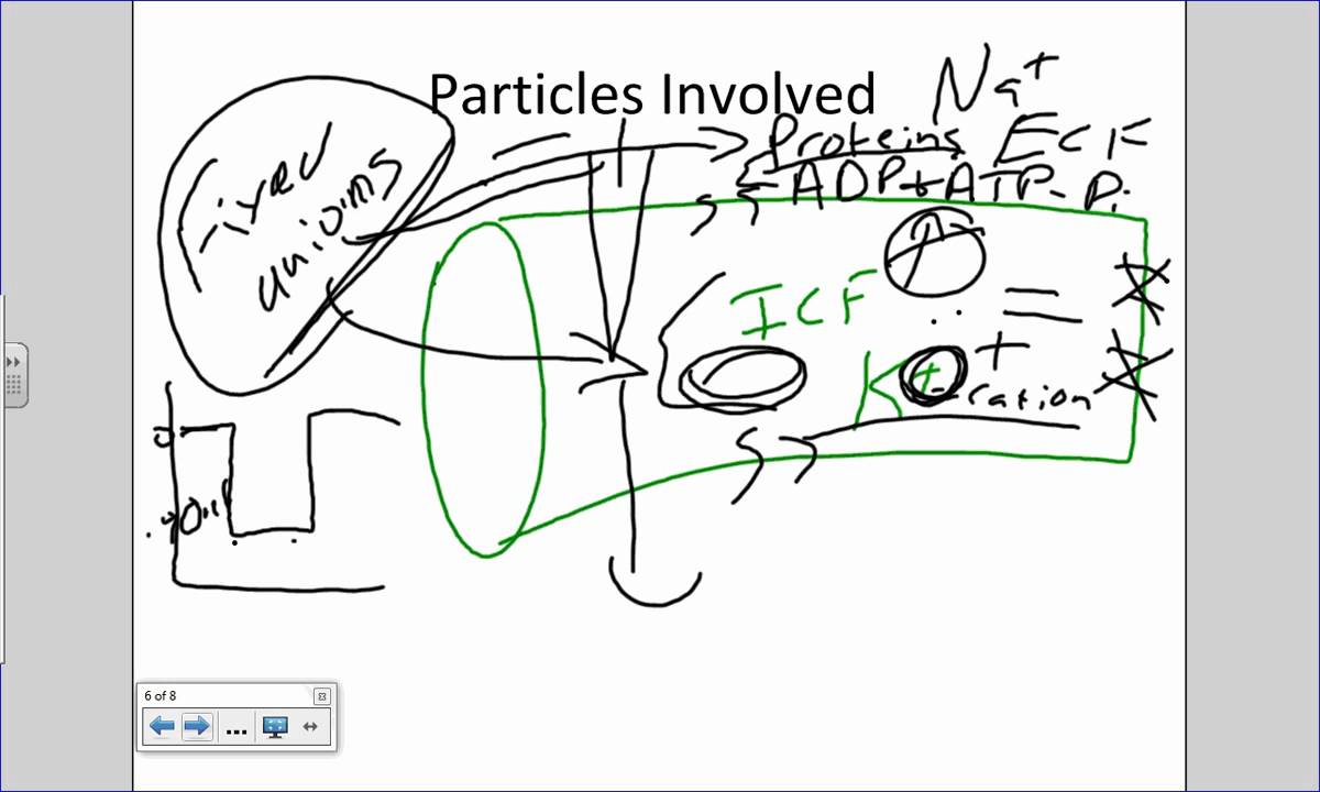 Review of Membrane Potential.wmv