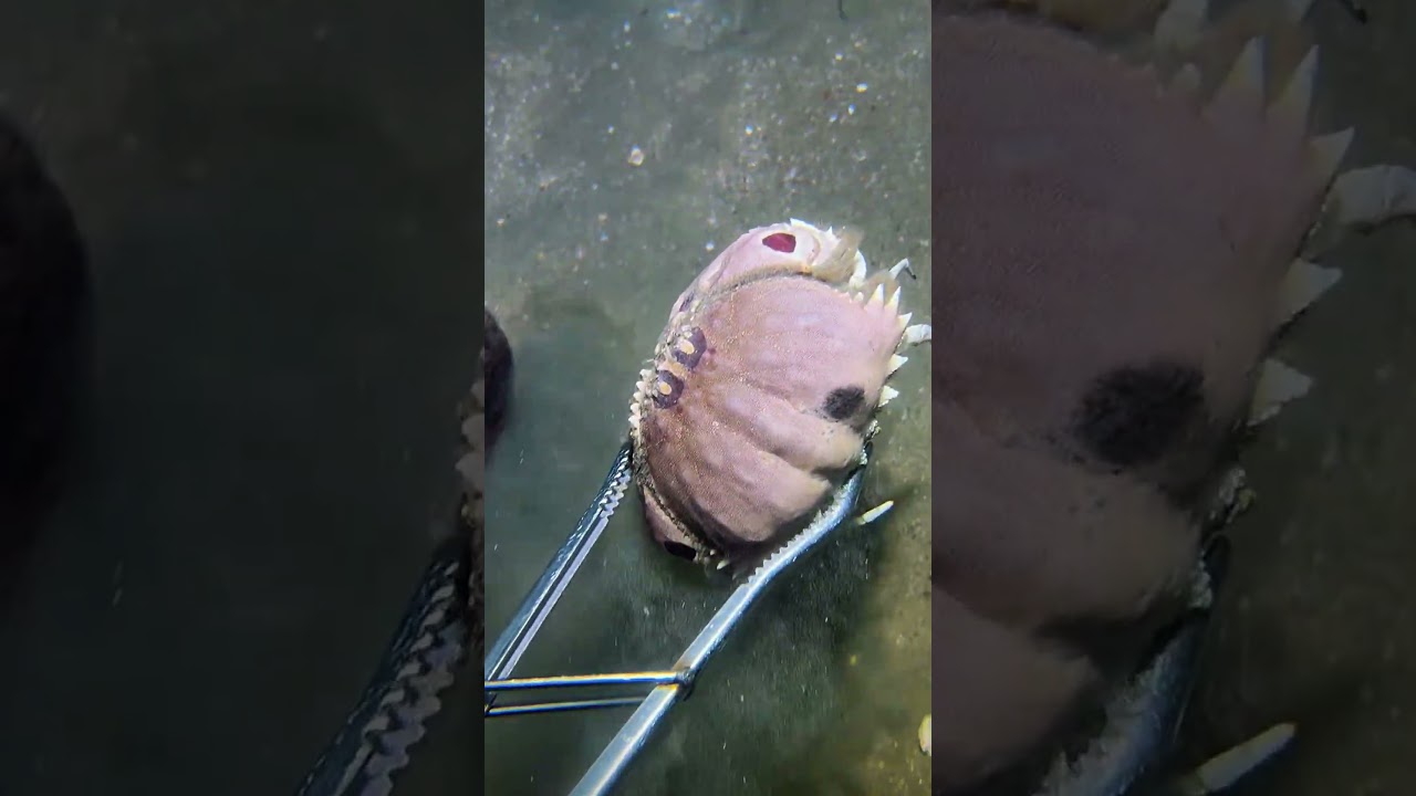 #diving #crab #catchthesea #seafood #seaside #fish #seangsolofishing #seagirldiving