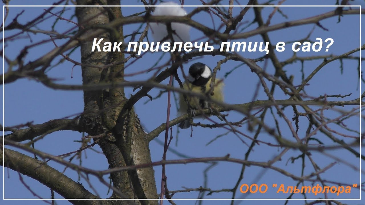 Как привлечь птиц в сад